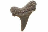 Fossil Ginsu Shark (Cretoxyrhina) Tooth - Kansas #219173-1